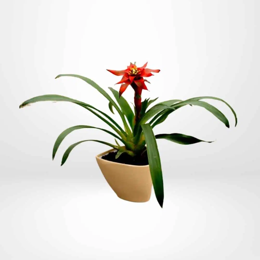 Bromelia Roja | 45cm