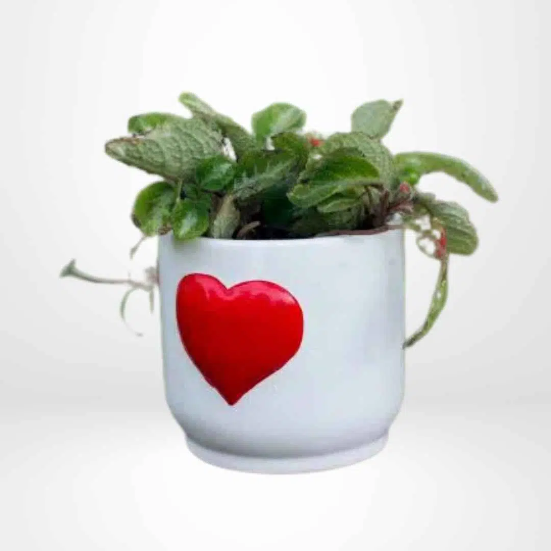Cirtodeira Episcia Cupreata + Maceta de Cerámica con Corazón Rojo | 25cm