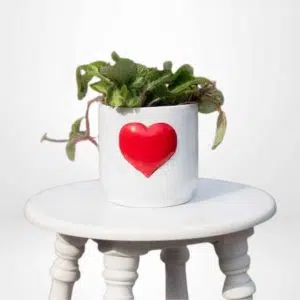 Episcia Roja o cupreata + maceta de cerámica con corazón rojo | 25 cm