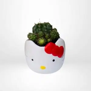 Suculentas + Maceta Cabecita Hello Kitty | 11 cm