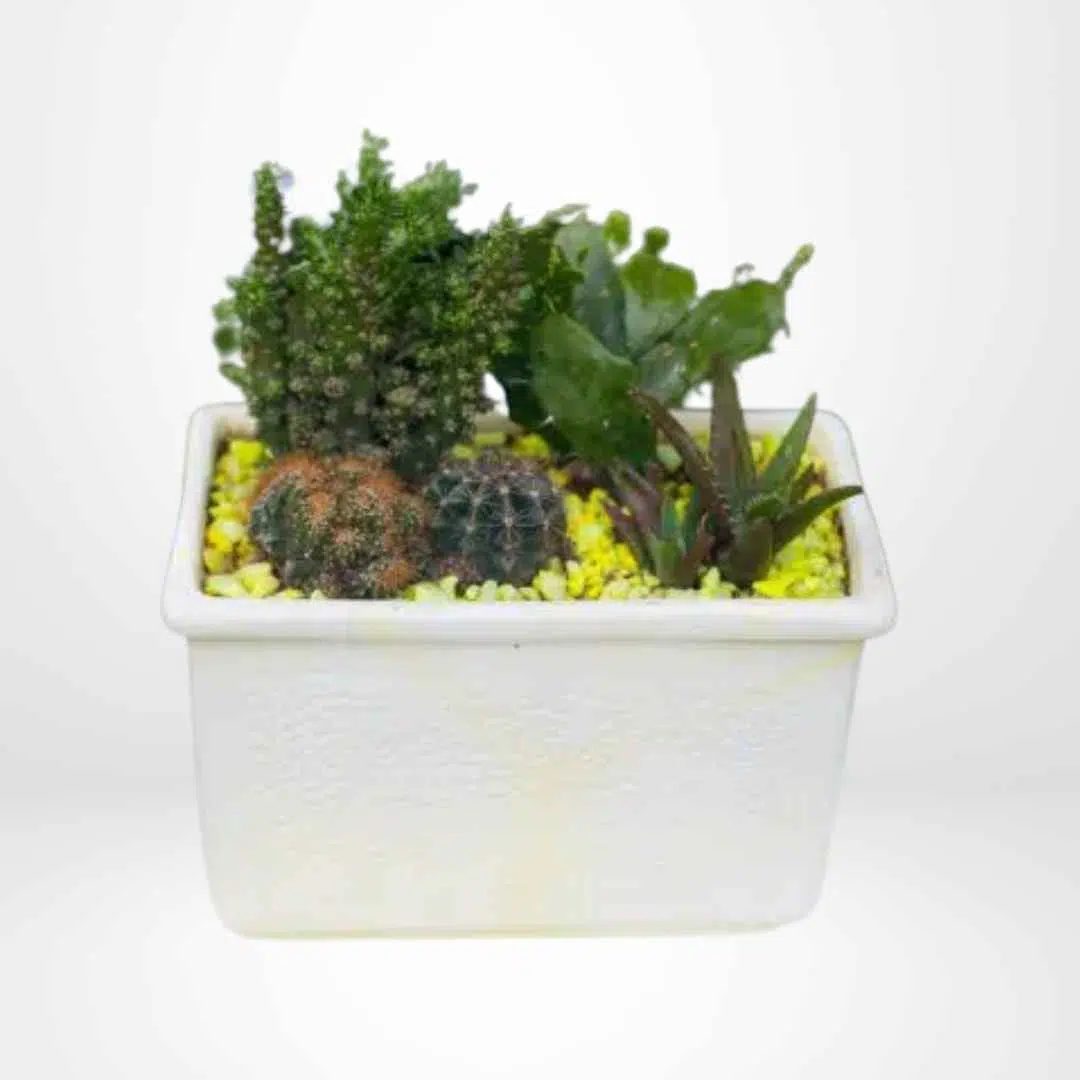 Mix de Cactus y Suculentas + Jardinera | 26cm