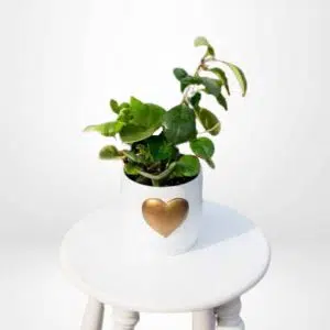 Peperonia Obtusifolia + Maceta de Cerámica con Corazón Dorado | 25 cm