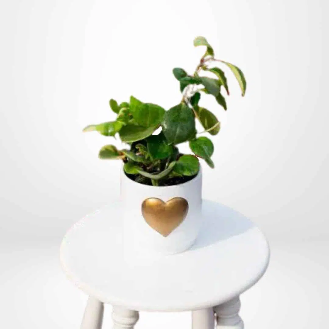 Peperonia Obtusifolia + Maceta de Cerámica con Corazón Dorado | 25 cm