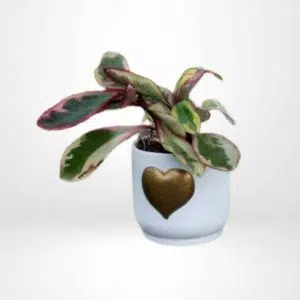 Peperomia Obtusifolia + Maceta de Cerámica con Corazón Dorado | 25 cm