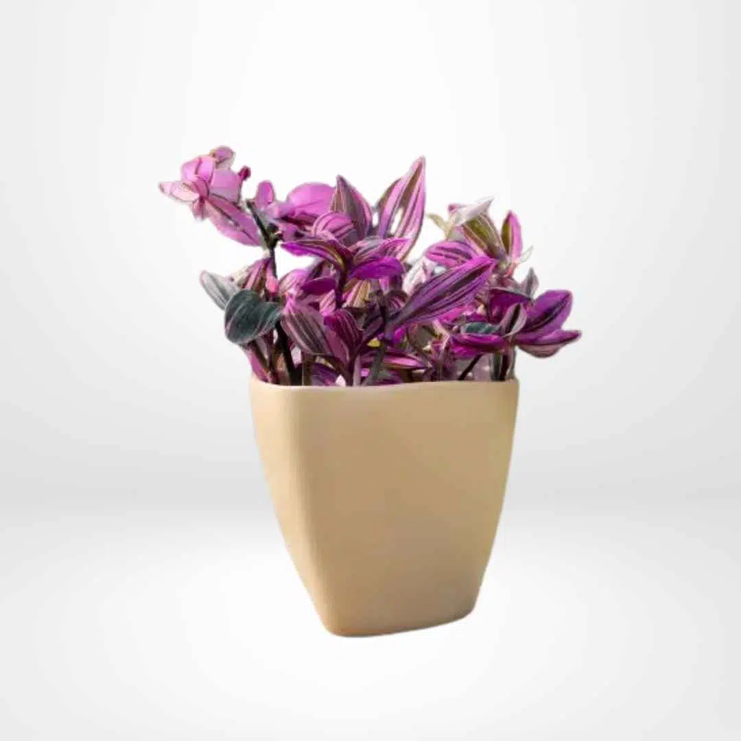 Tradescantia fluminensis + Maceta ovalada | 45 cm