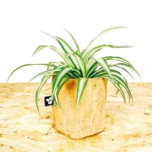 Planta + Porta maceta de corcho | 13cm