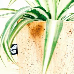 Alternative view of Planta + Porta maceta de corcho | 13cm