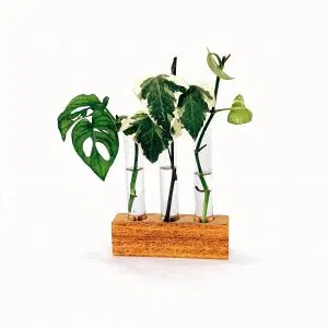 Alternative view of Propagador Triple | 18x16cm