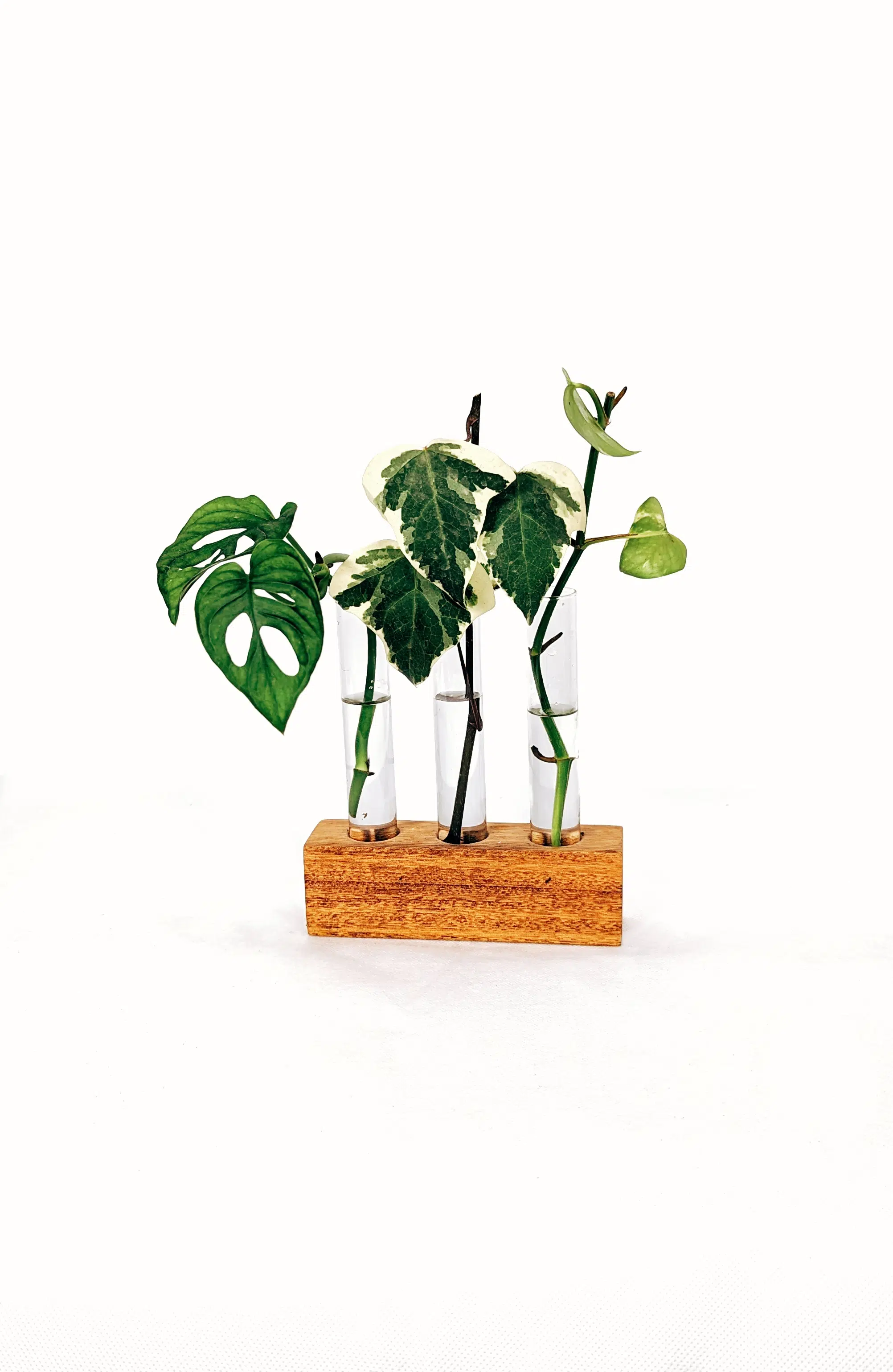 Propagador Triple | 18x16cm - Imagen 2