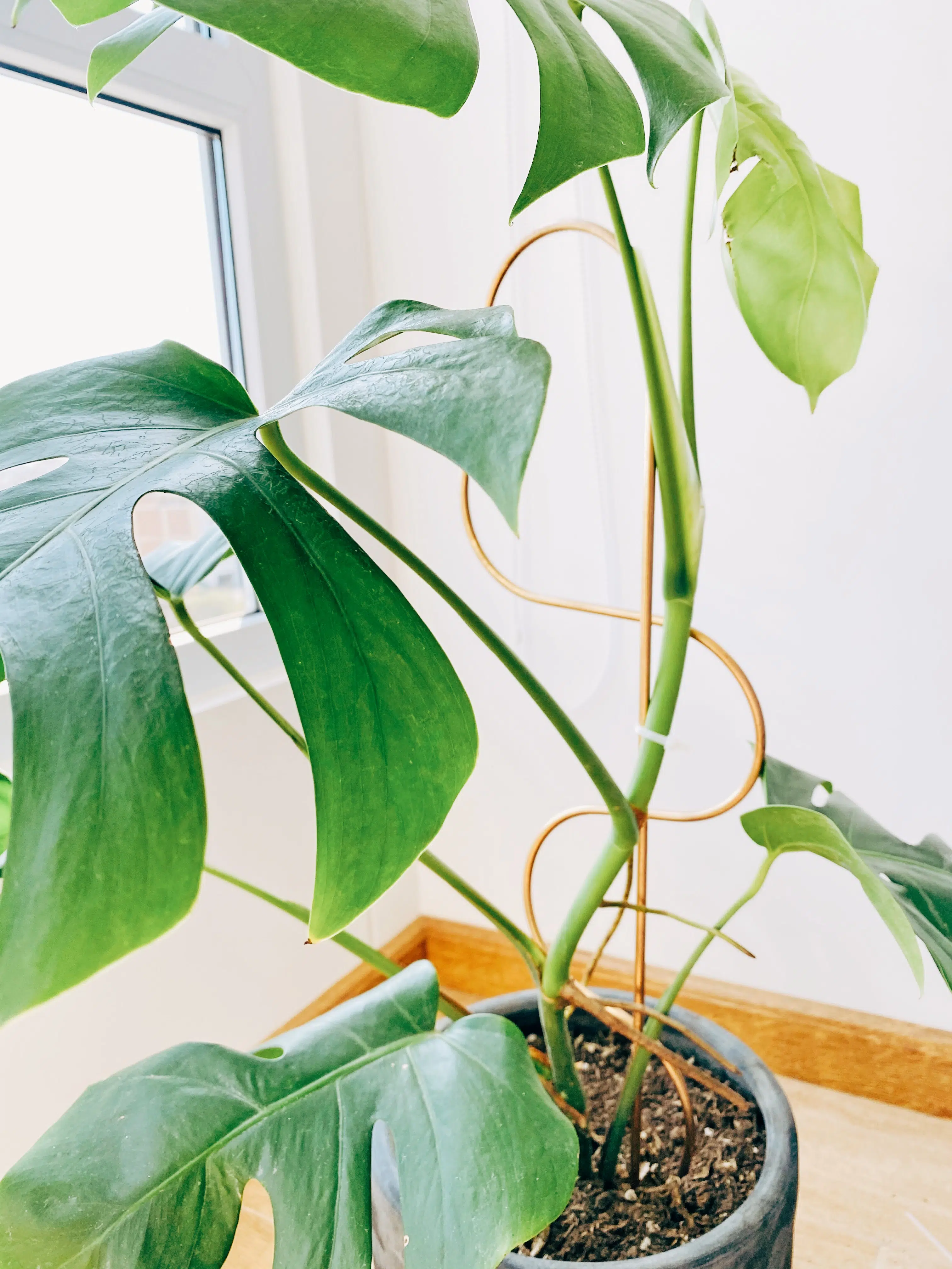 Soporte de Metal para plantas | 70cm - Imagen 4