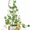 Soporte de Metal para plantas | 70cm