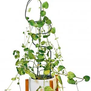 Soporte de Metal para plantas | 70cm