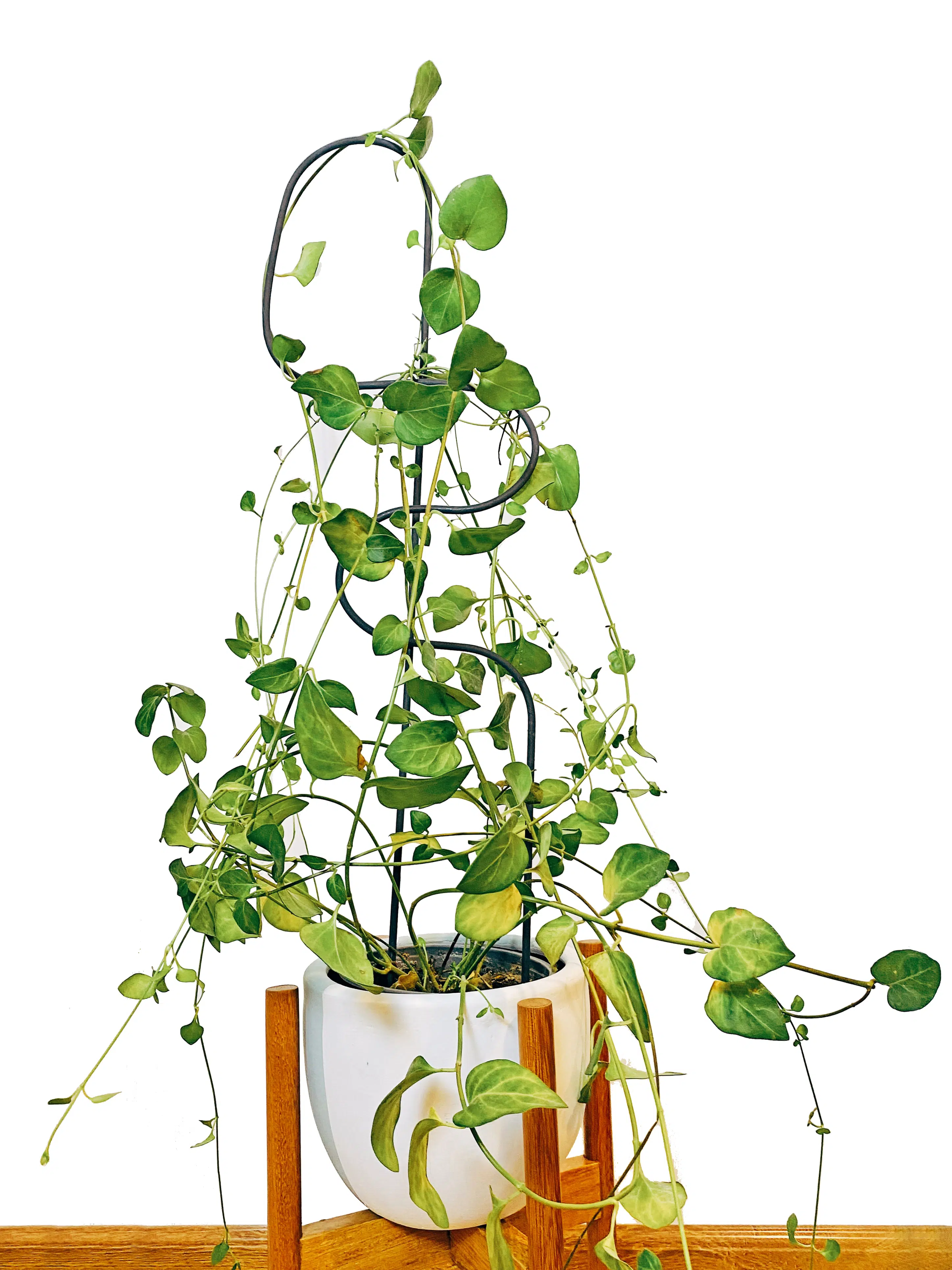 Soporte de Metal para plantas | 70cm