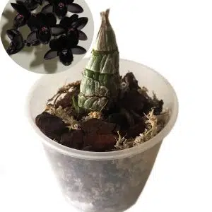 Fredclarkeara After Dark 'Black Pearl'