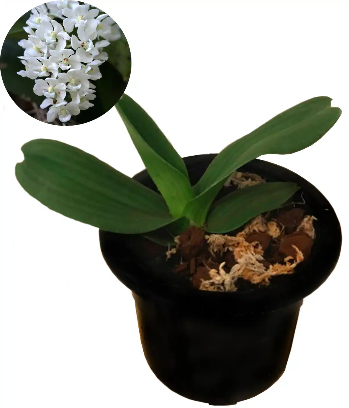 Rhynchostylis gigantea alba
