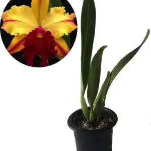 Blc. Toshie Aoki " Wine Flare"