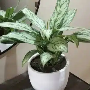 Aglaonema + Maceta blanca | 65cm