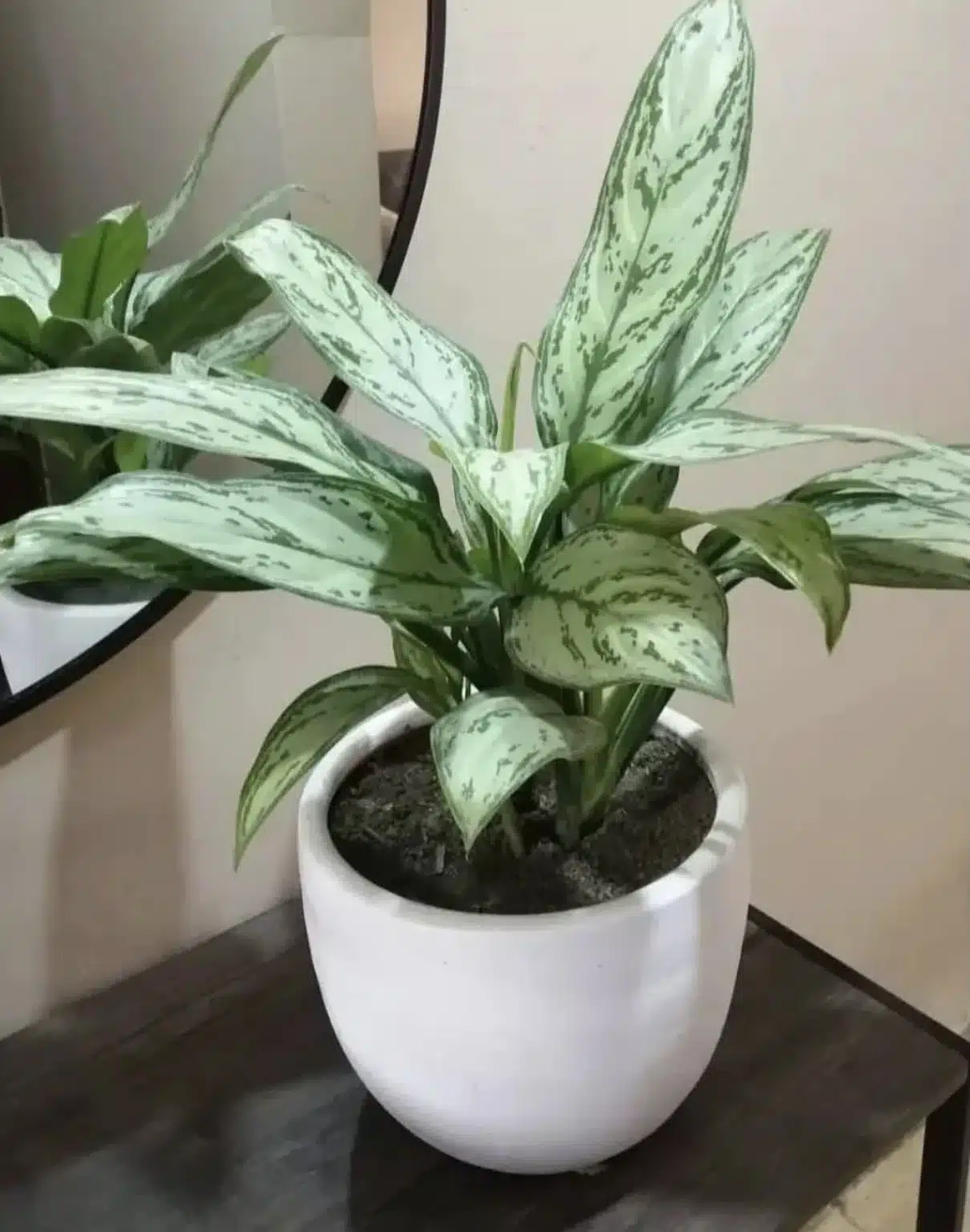 Aglaonema + Maceta blanca | 65cm