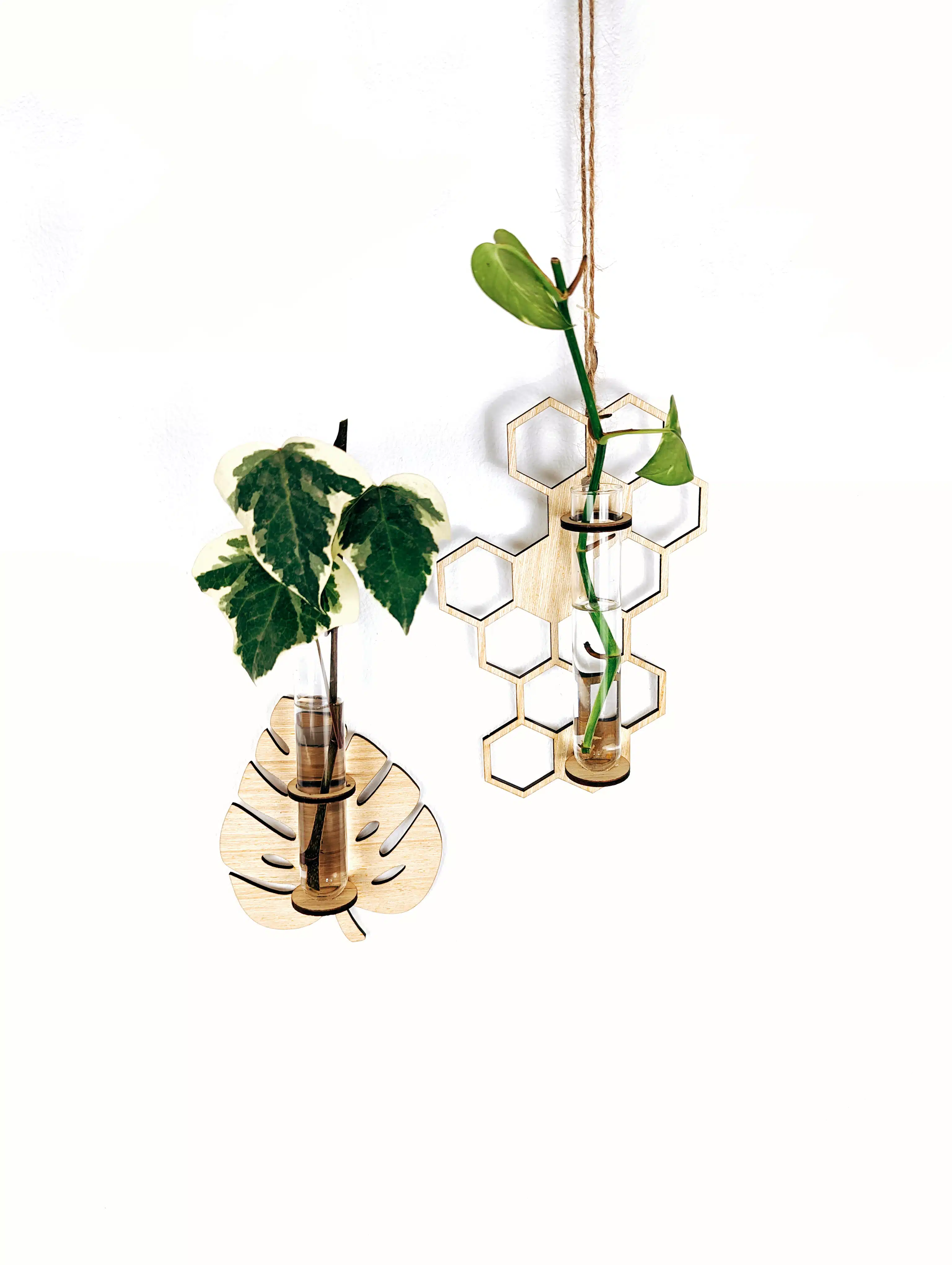 Propagador de Plantas para Pared | 19cm
