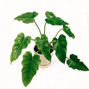 Alternative view of Planta Philodendron Verde + Maceta crema| 40cm