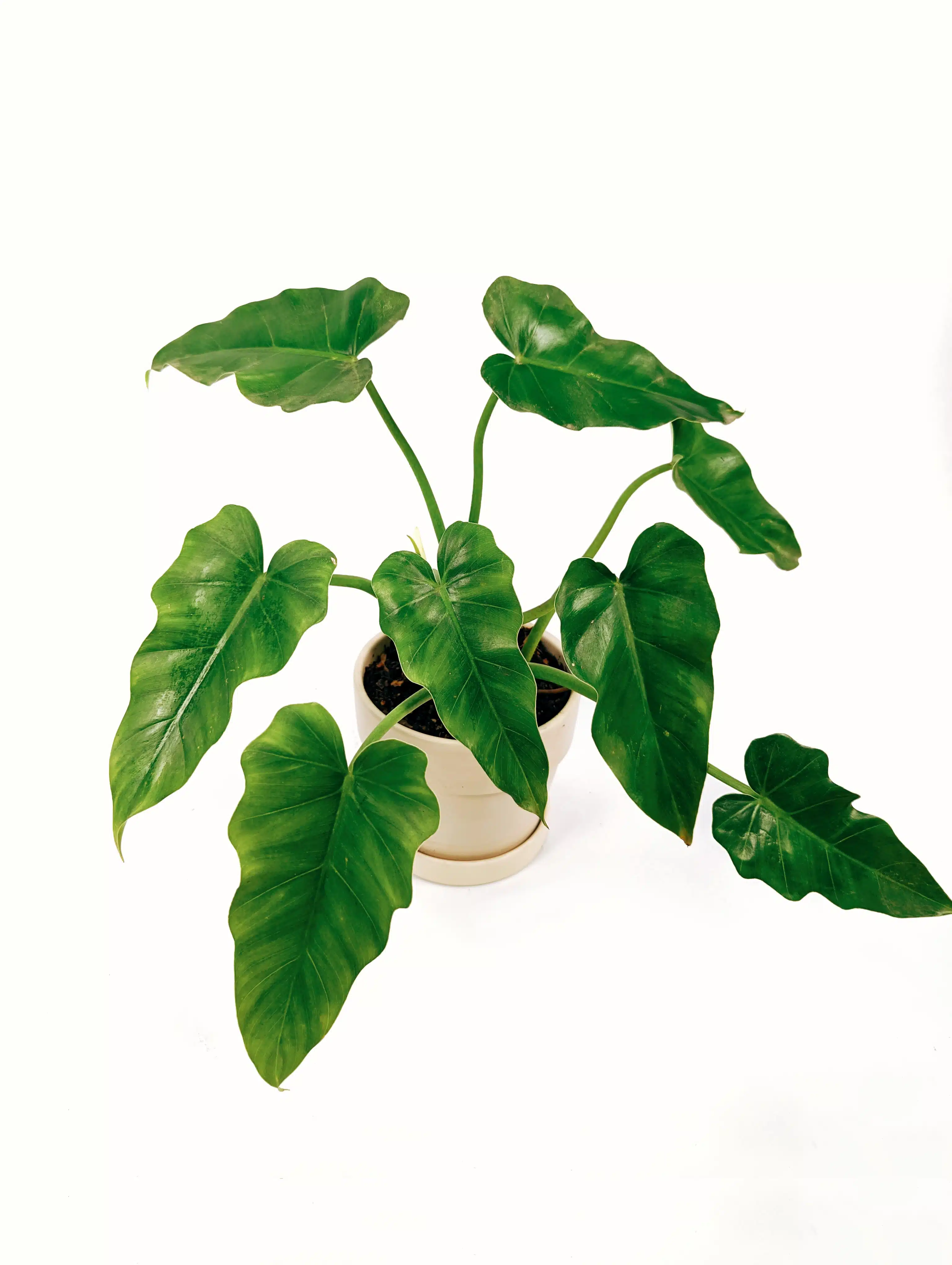 Planta Philodendron Verde + Maceta crema| 40cm - Imagen 2