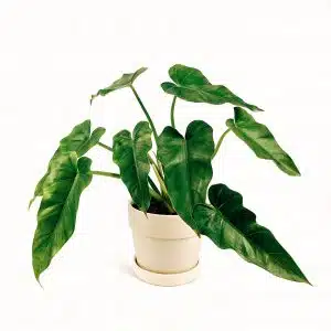 Planta Philodendron Verde + Maceta crema| 40cm