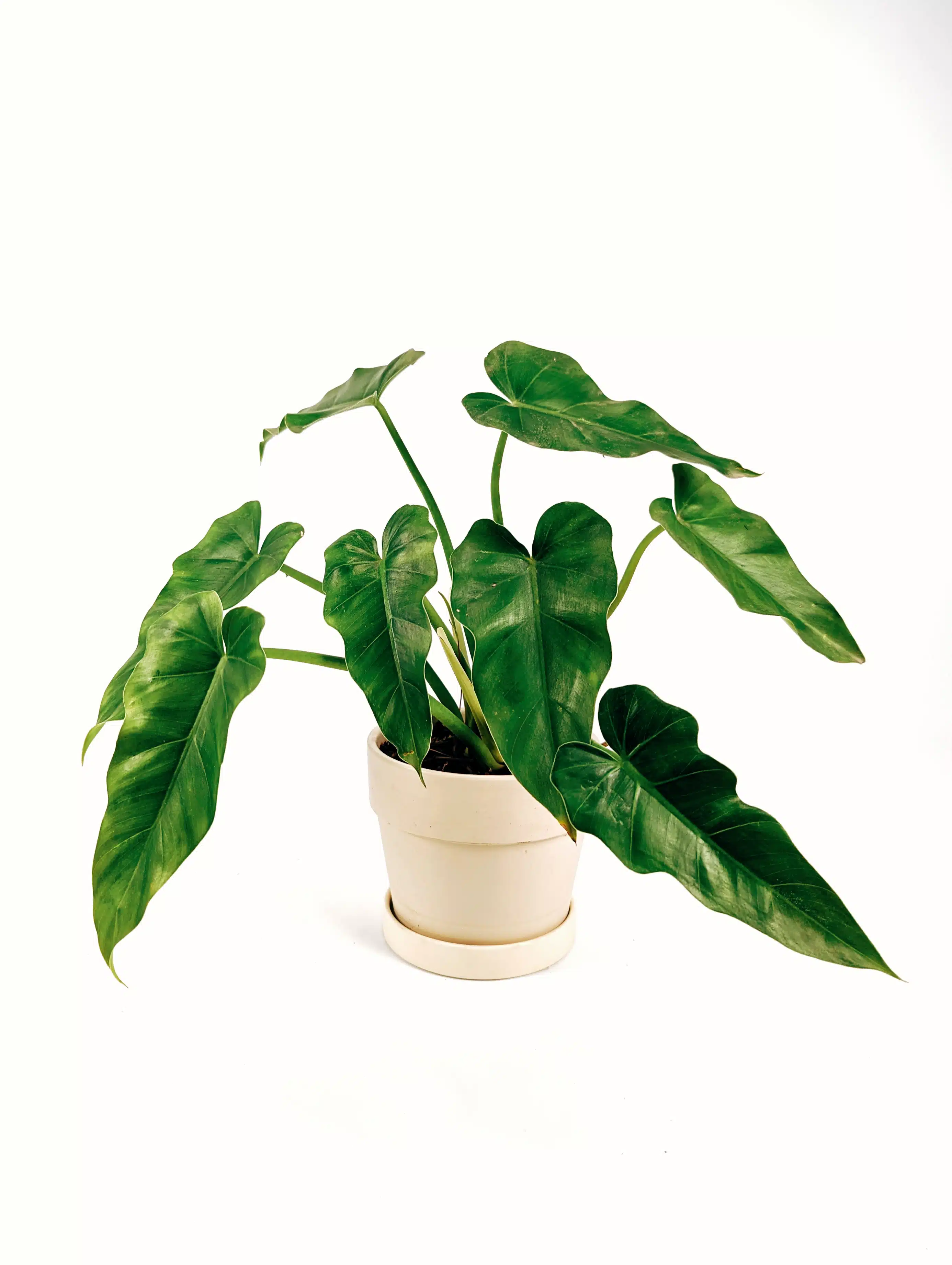 Planta Philodendron Verde + Maceta crema| 40cm