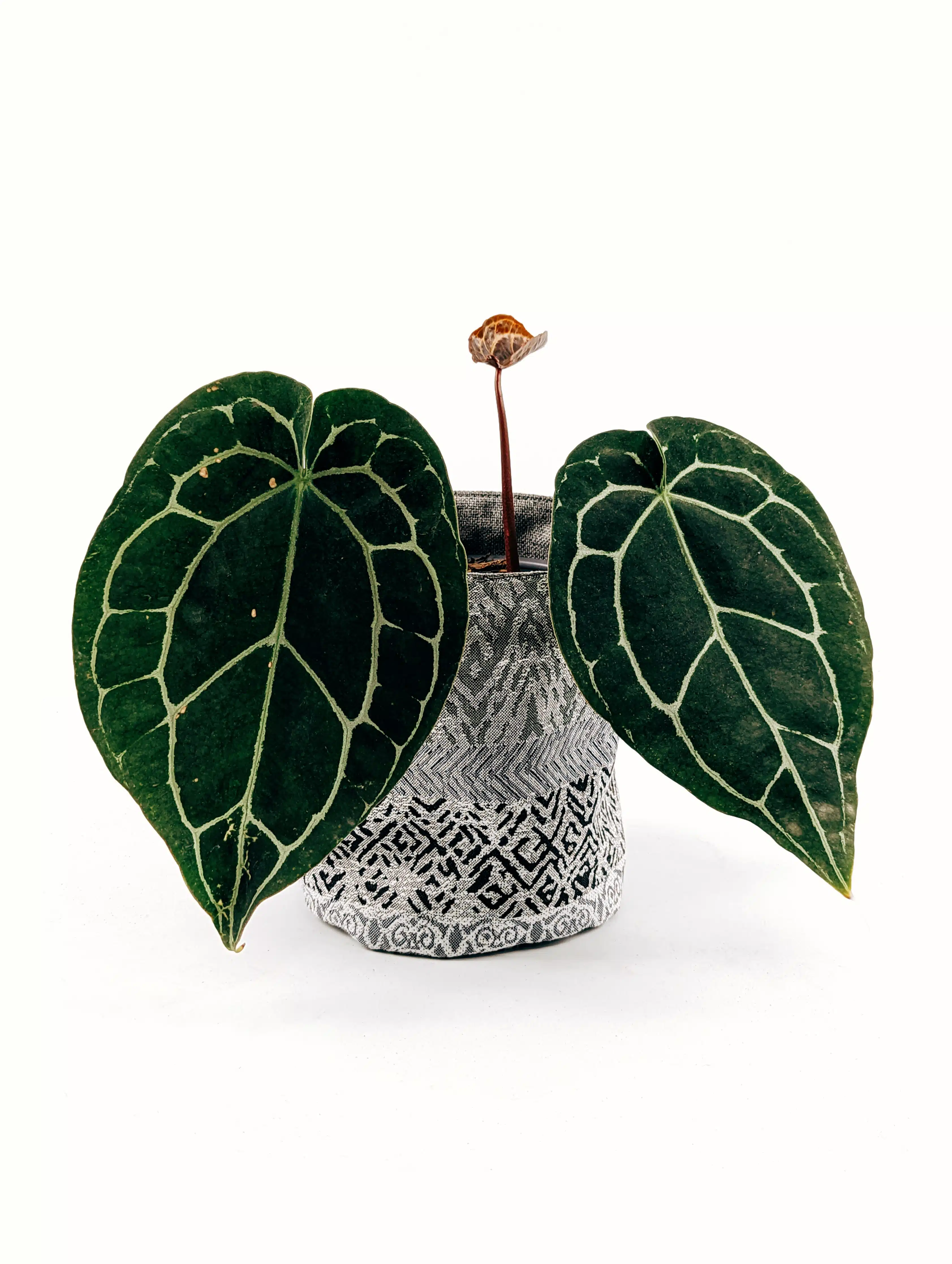 Planta Anthurium Crystallinum + Porta maceta de Tela | 30cm - Imagen 2