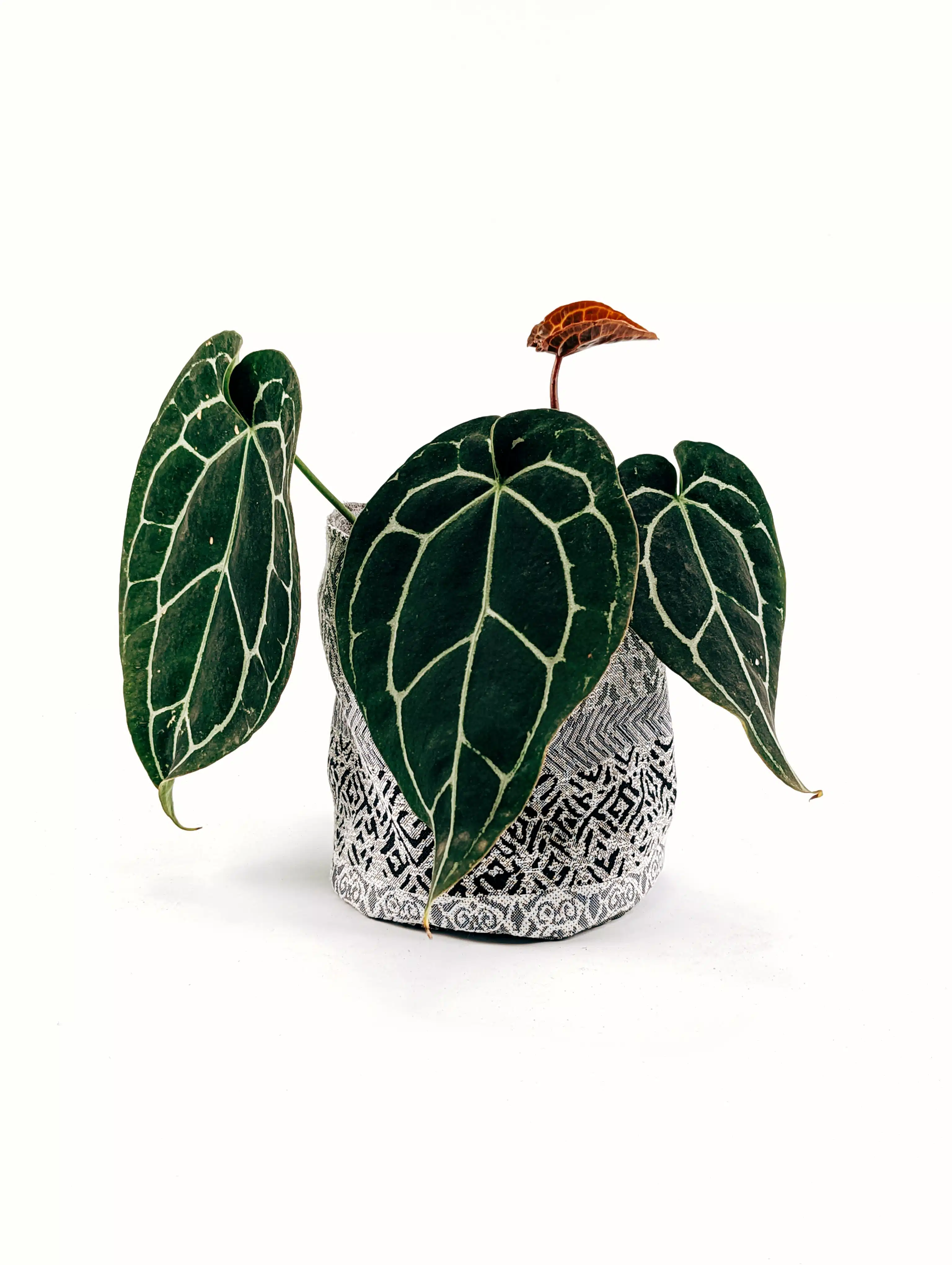 Planta Anthurium Crystallinum + Porta maceta de Tela | 30cm