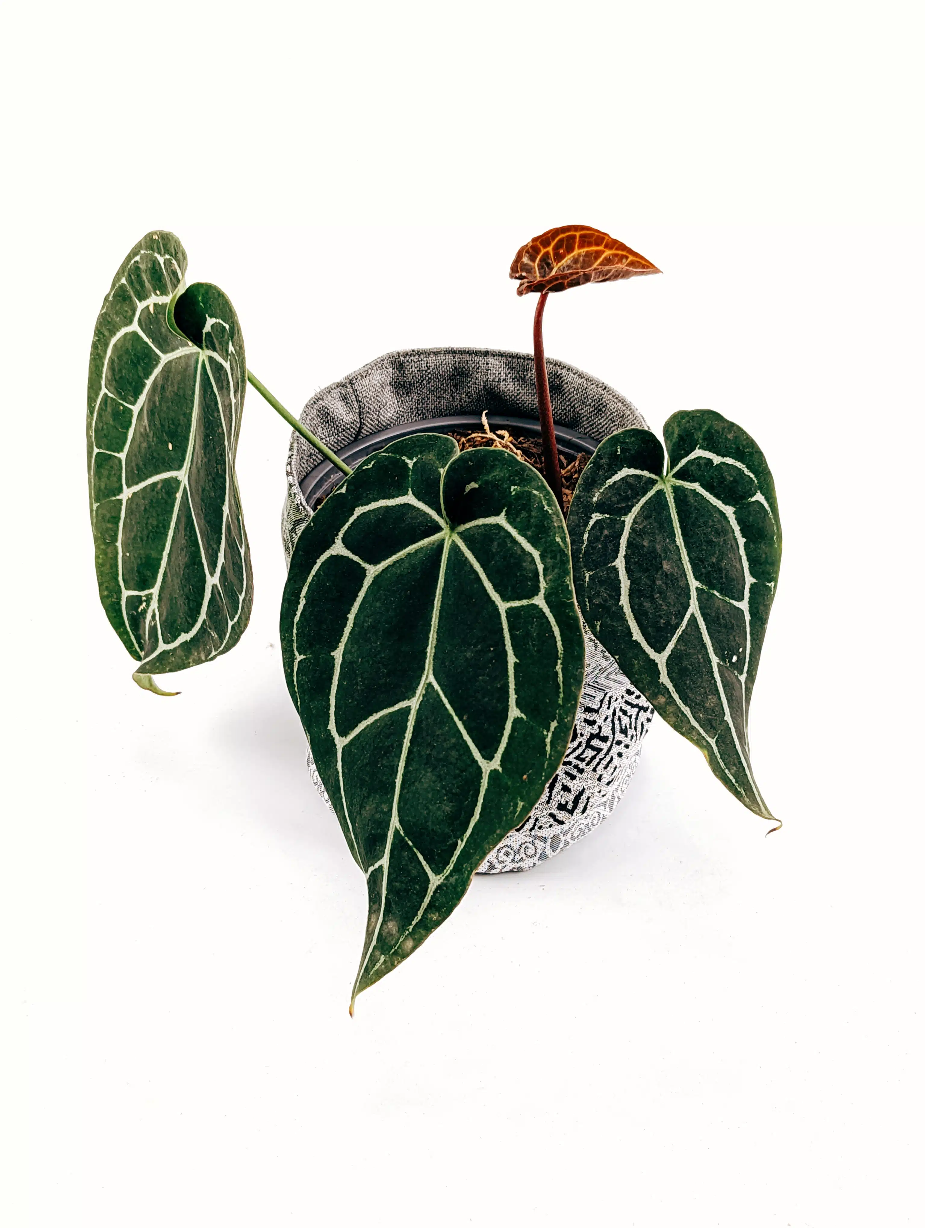 Planta Anthurium Crystallinum + Porta maceta de Tela | 30cm - Imagen 3