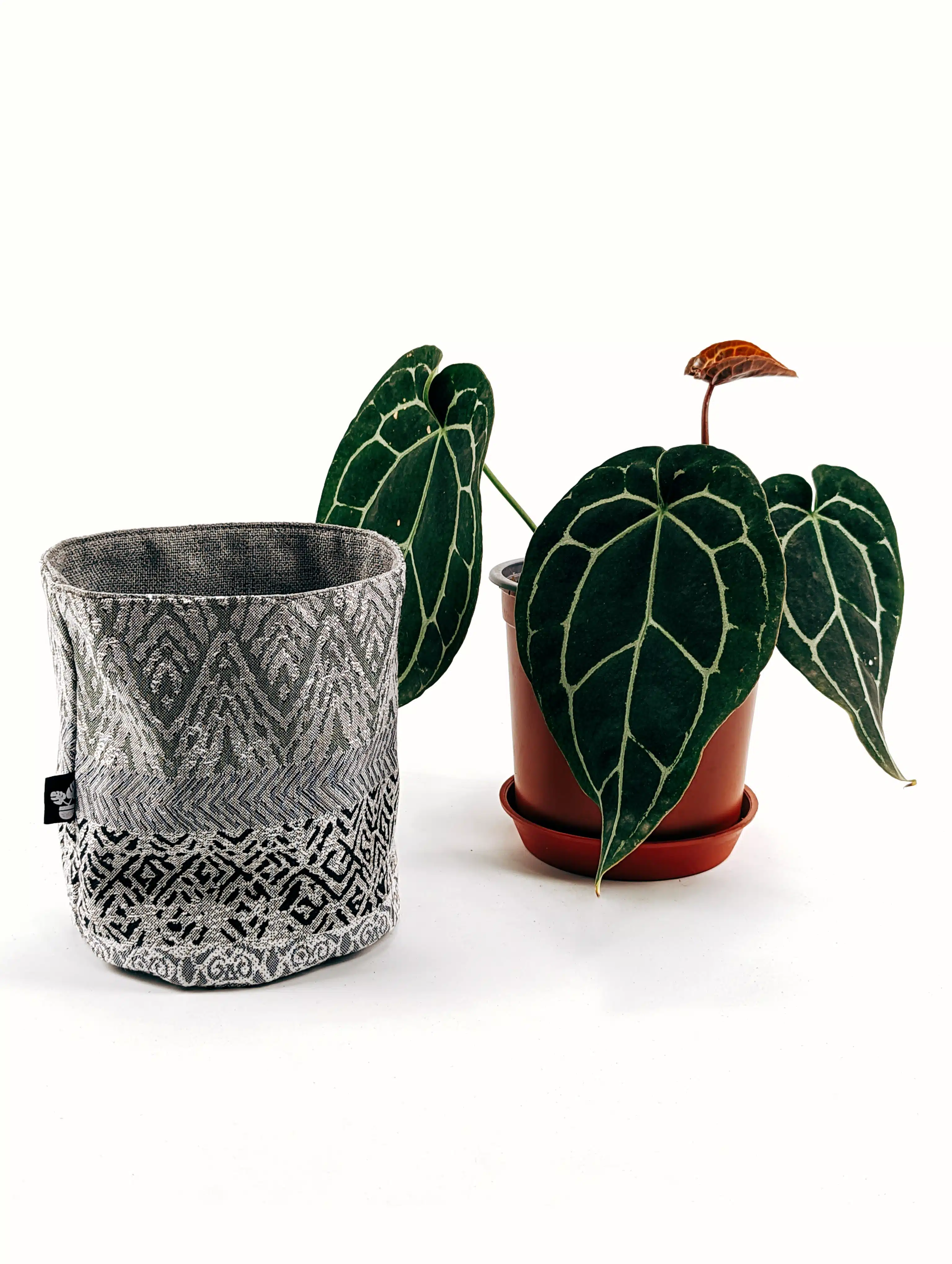 Planta Anthurium Crystallinum + Porta maceta de Tela | 30cm - Imagen 4
