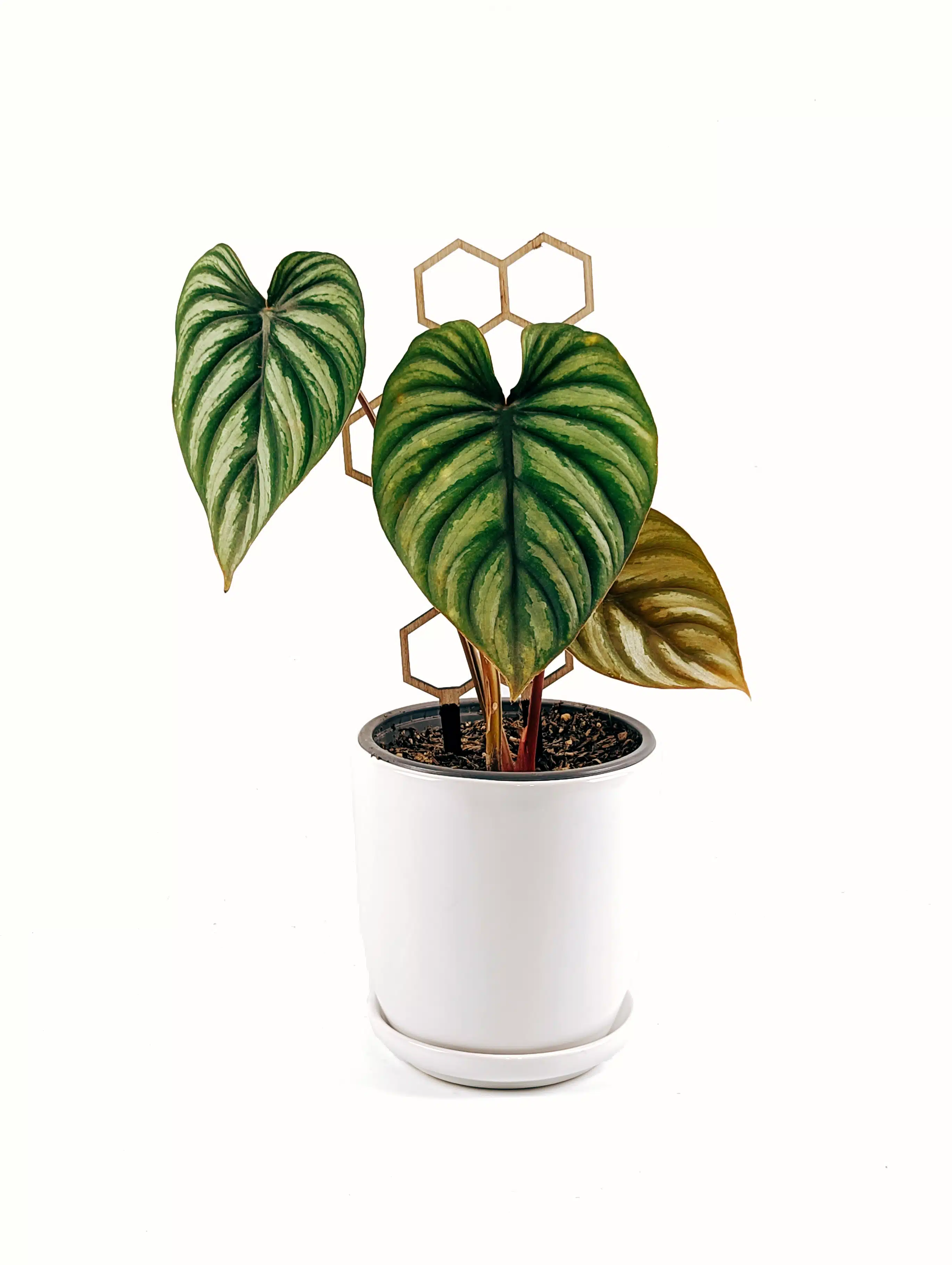 Planta Philodendron Corazon + Maceta + Soporte | 45cm
