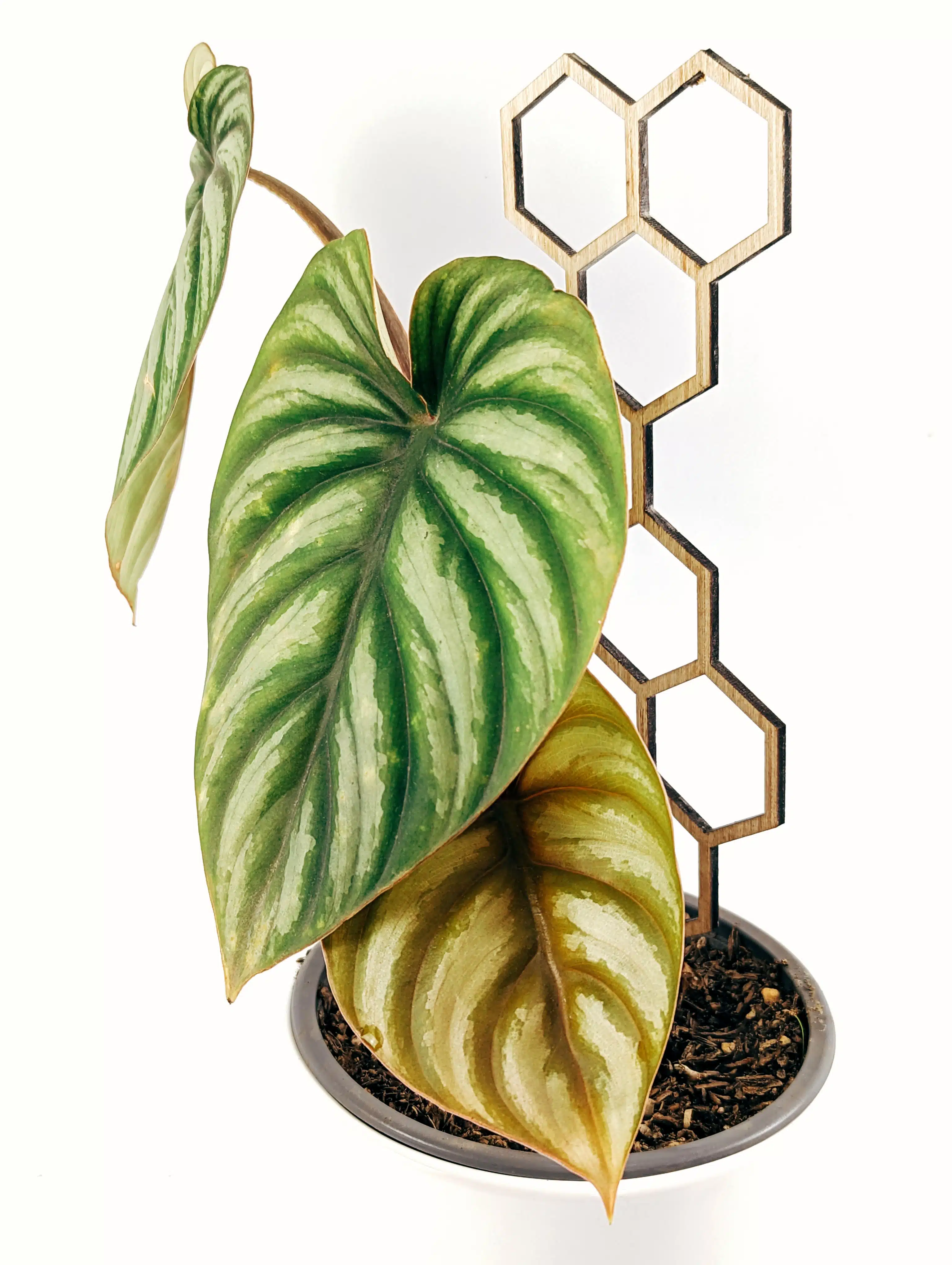 Planta Philodendron Corazon + Maceta + Soporte | 45cm - Imagen 3