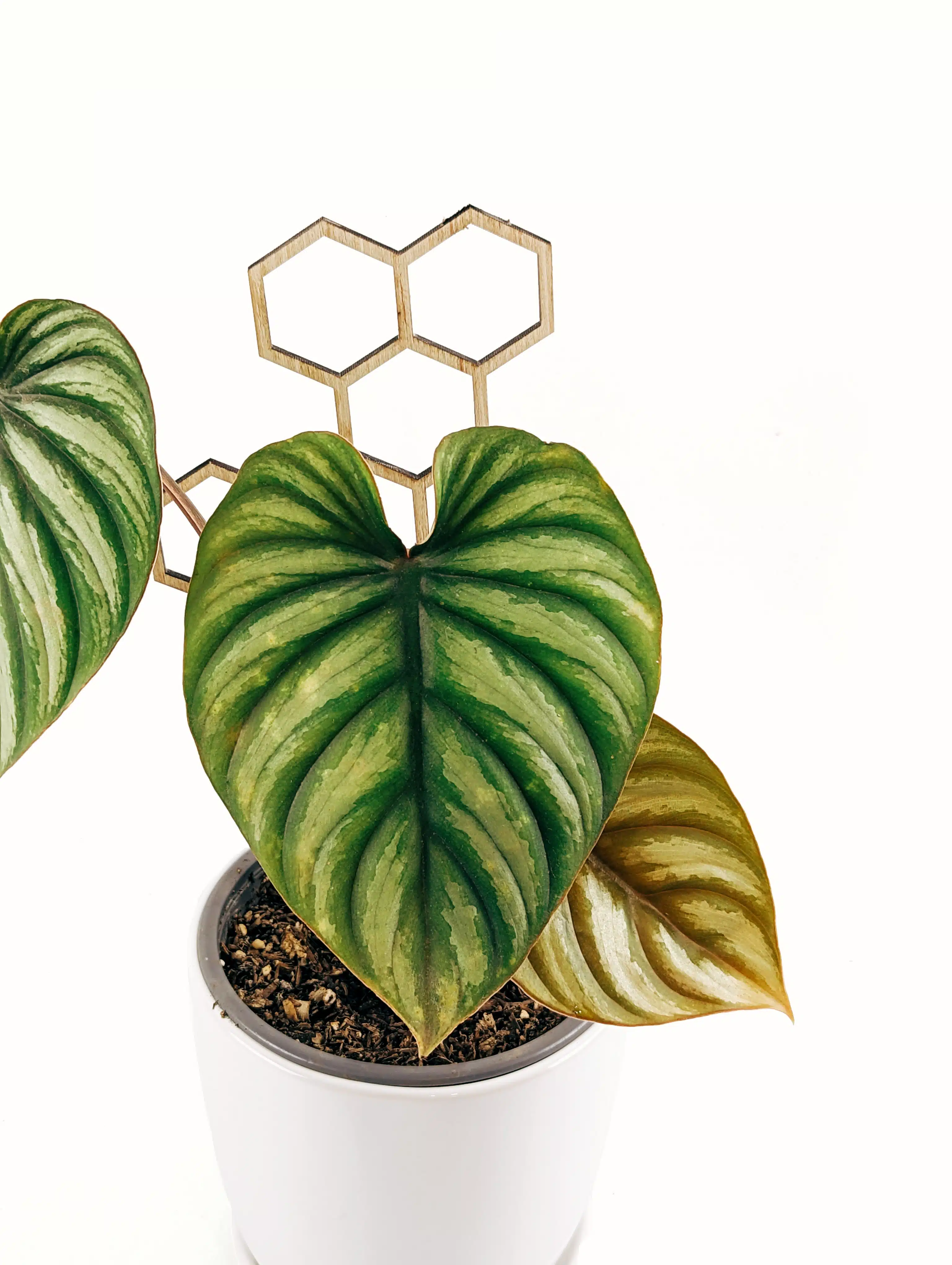 Planta Philodendron Corazon + Maceta + Soporte | 45cm - Imagen 2