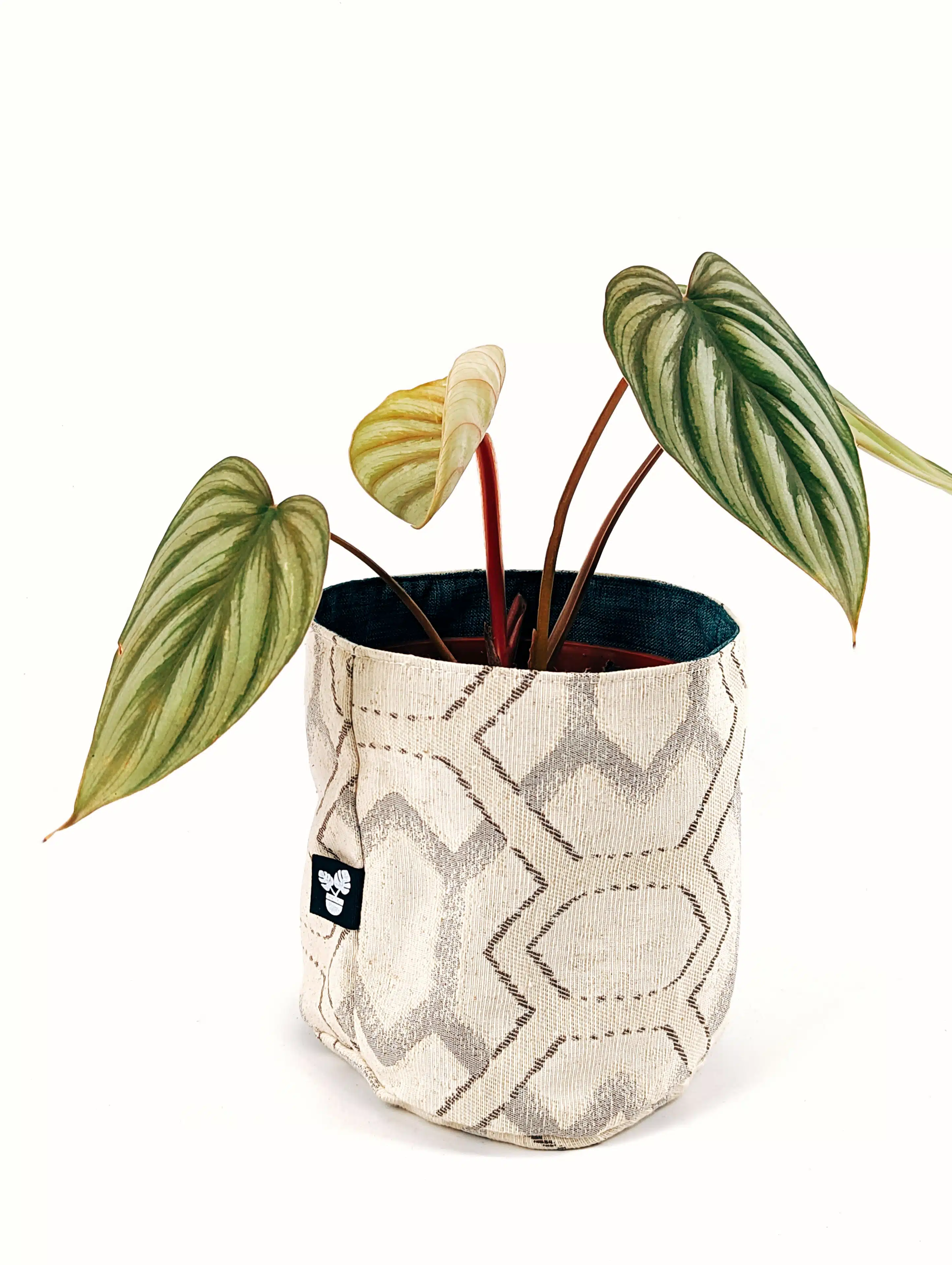 Planta Philodendron Corazon + Porta maceta de Tela | 39cm - Imagen 3