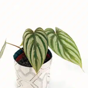 Alternative view of Planta Philodendron Corazon + Porta maceta de Tela | 39cm