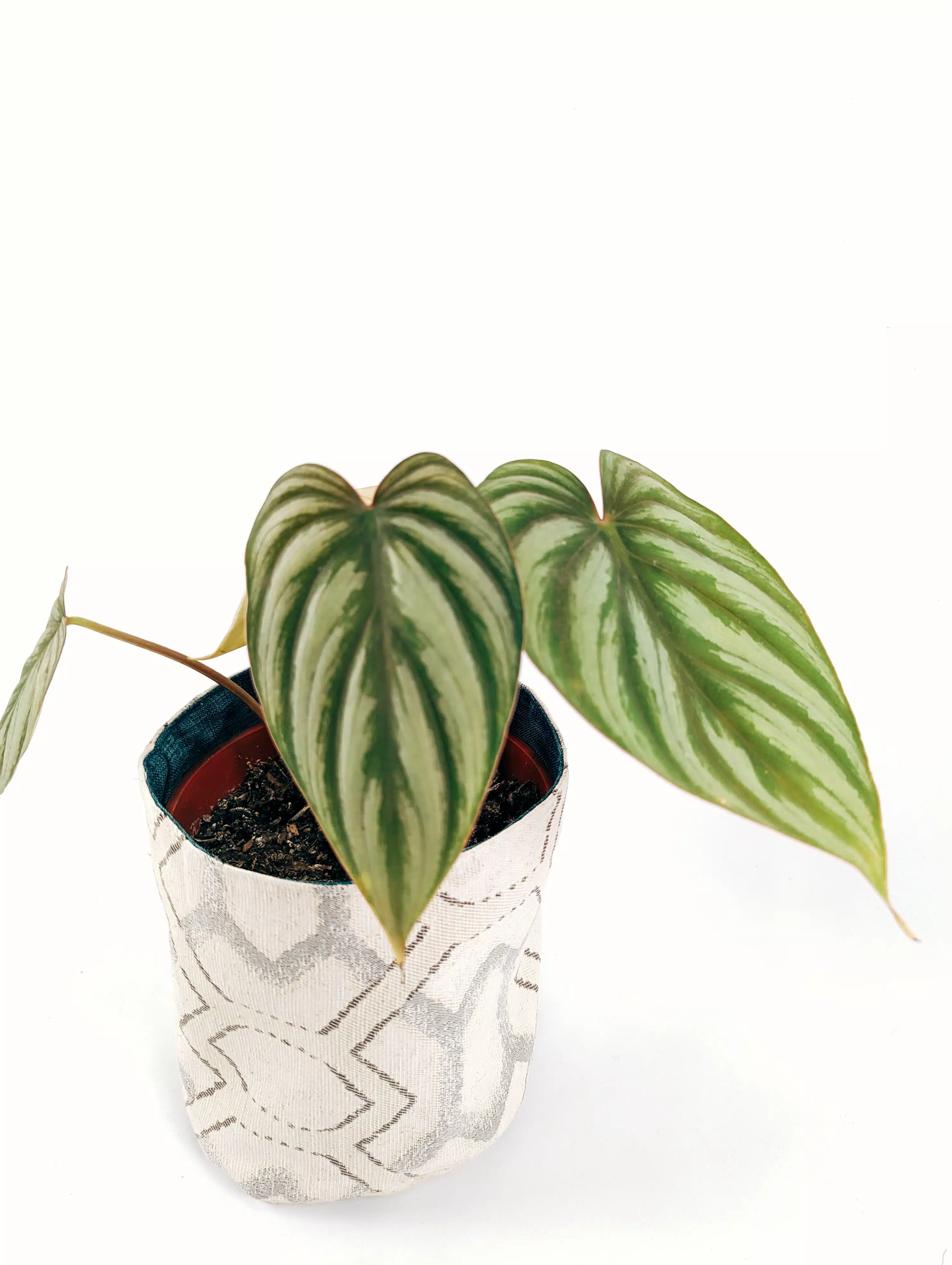Planta Philodendron Corazon + Porta maceta de Tela | 39cm - Imagen 2