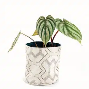 Planta Philodendron Corazon + Porta maceta de Tela | 39cm