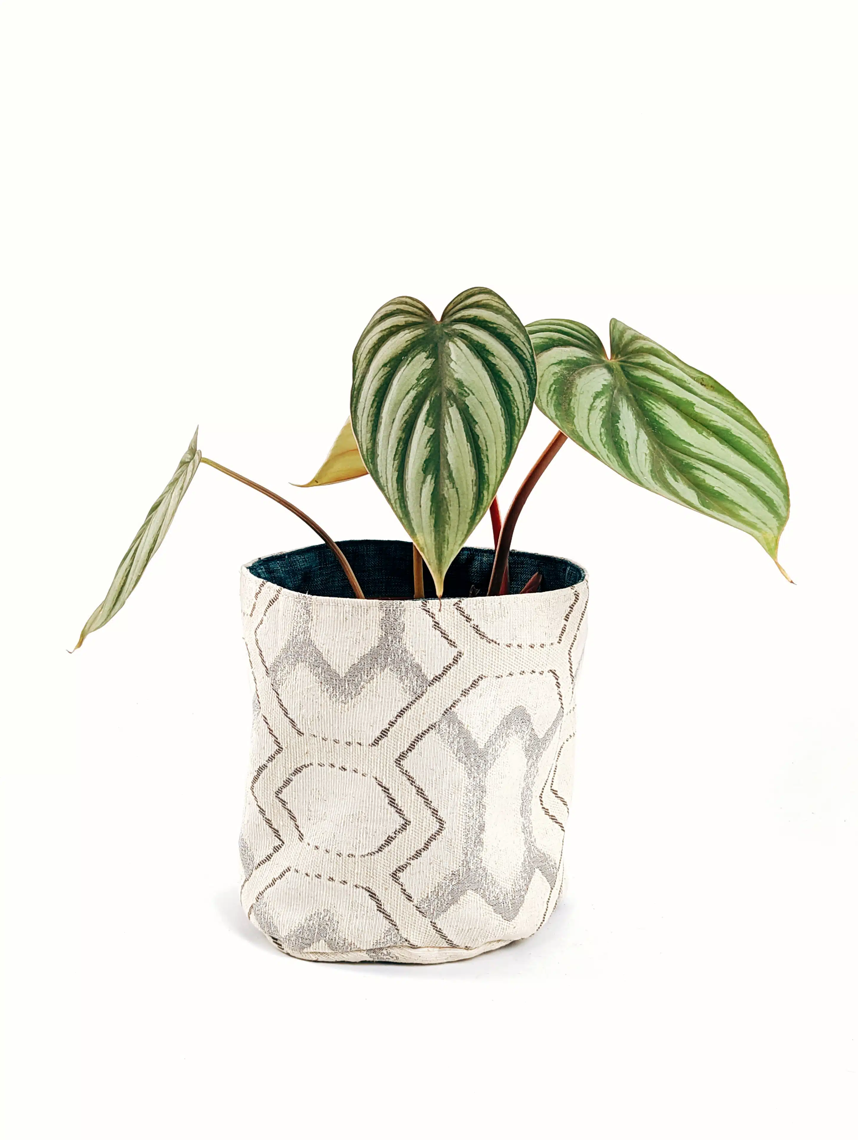Planta Philodendron Corazon + Porta maceta de Tela | 39cm