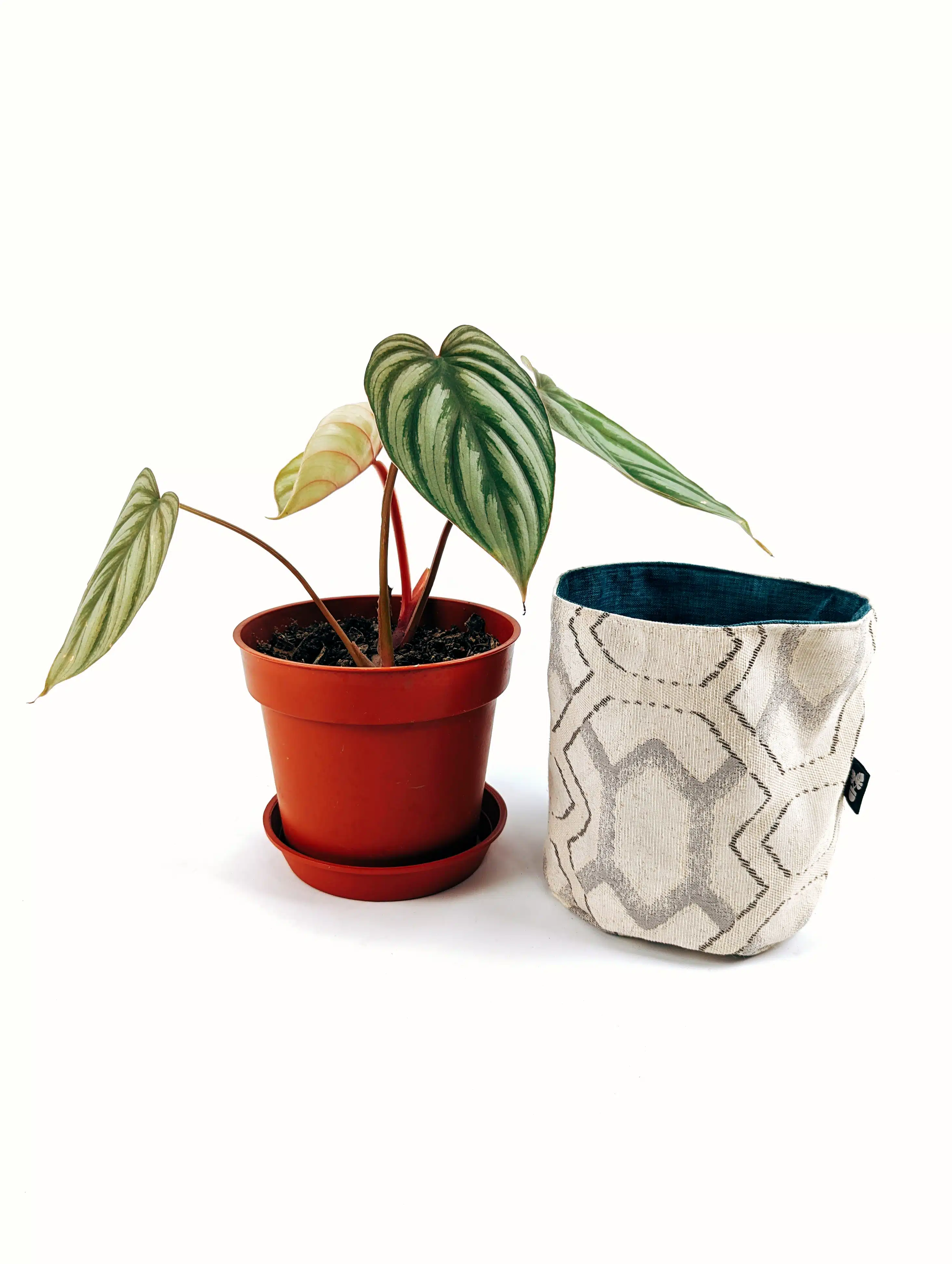 Planta Philodendron Corazon + Porta maceta de Tela | 39cm - Imagen 4