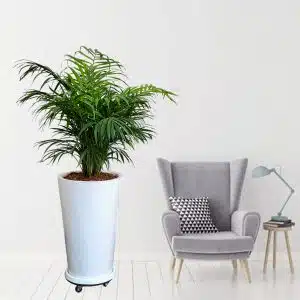 Alternative view of Palmera Hawaiana en maceta blanca + ruedas| 1.5 mts