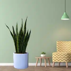 Alternative view of Lengua de Suegra / Sansevieria + maceta blanca | 80 cm