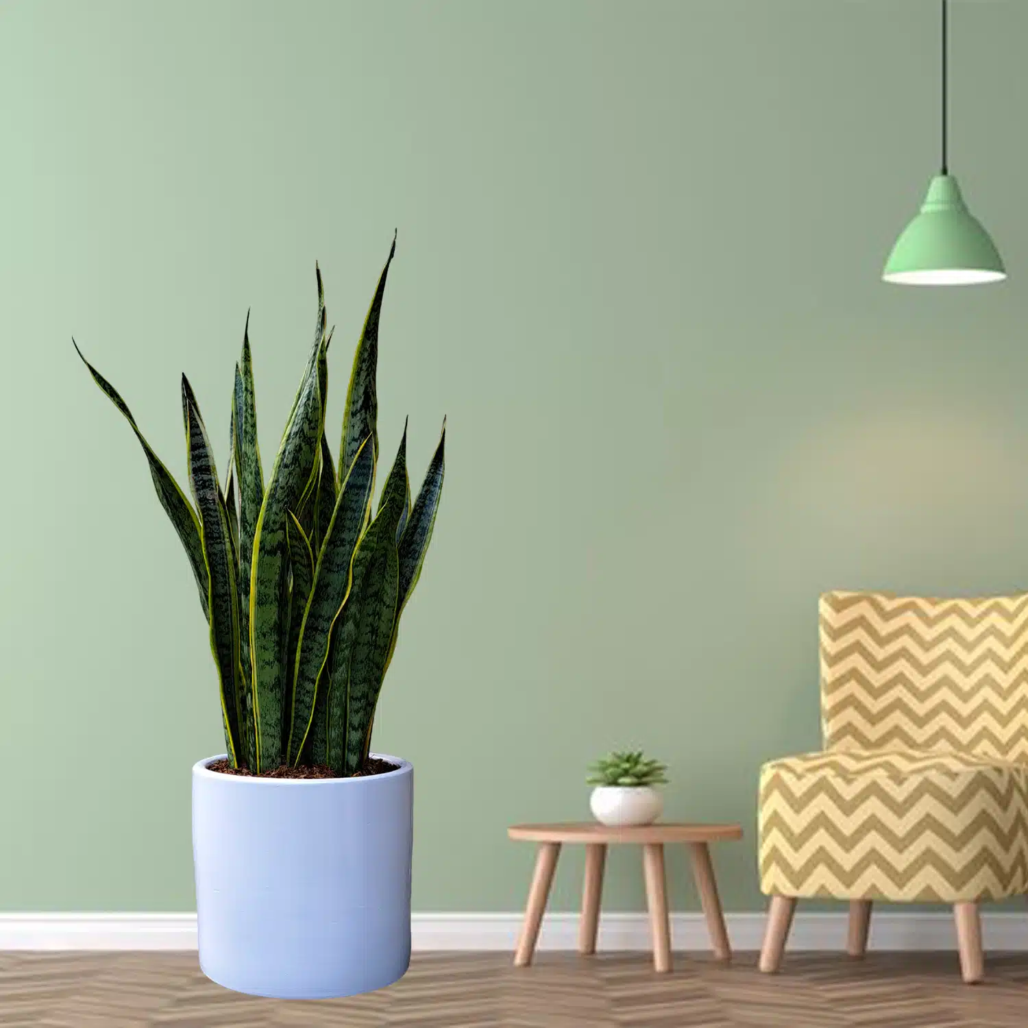 Lengua de Suegra / Sansevieria + maceta blanca | 80 cm - Imagen 2