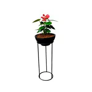 Anturio rojo | 1.00 mts