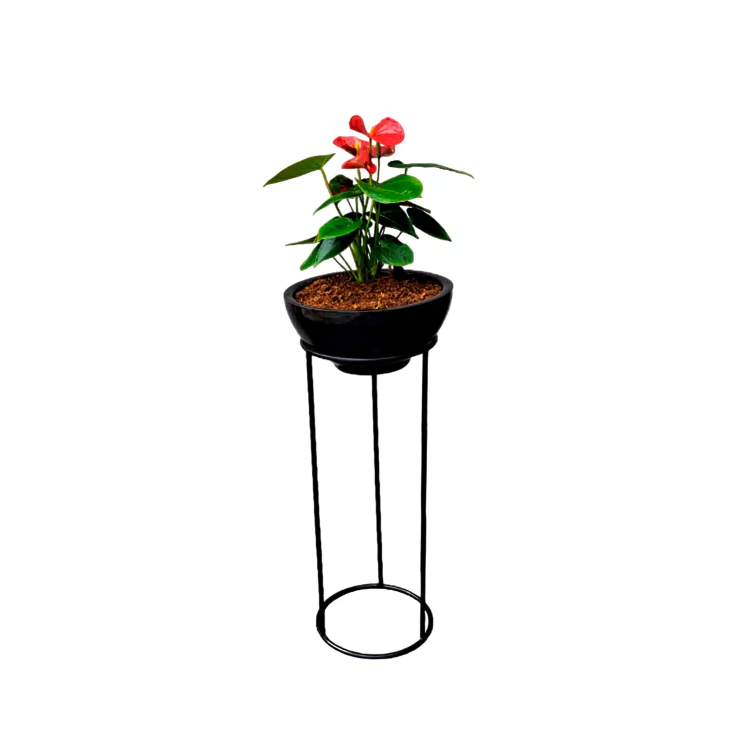 Anturio rojo | 1.00 mts
