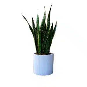 Lengua de Suegra / Sansevieria + maceta blanca | 80 cm