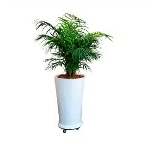 Palmera Hawaiana en maceta blanca + ruedas| 1.5 mts