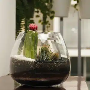 Alternative view of Terrario Tropical Caetana | 20cm