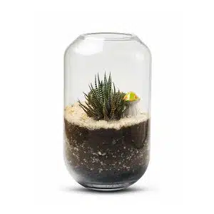 Terrario Tropical Micaela | 16cm