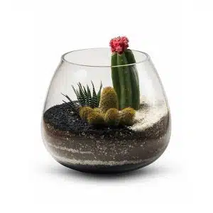 Terrario Tropical Caetana | 20cm
